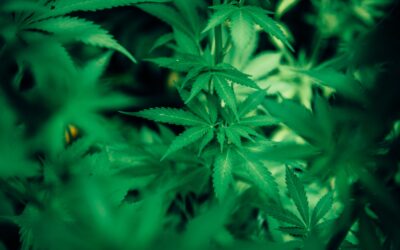 Blitzumfrage der LE Gymnasien NRW: Eltern besorgt wegen Plänen zur Cannabis-Legalisierung